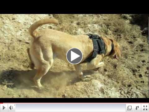 American Humane Association Hero Dog Awards | Hallmark Channel