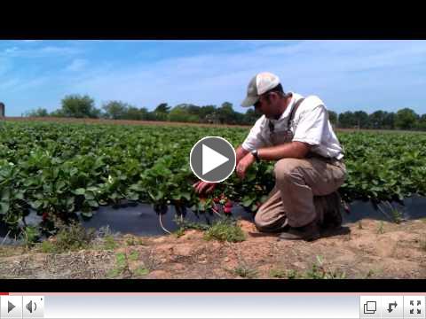 Strawberry Crop Update - May 16, 2012