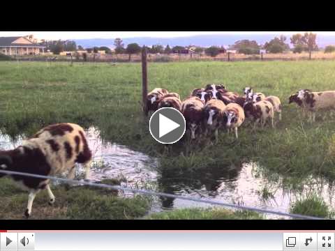 Calling Sheep