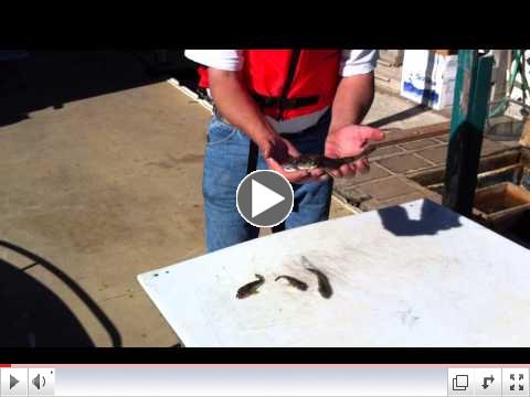 Captain Joel's Fishing Minute Ep. 29