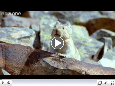 Talking Aninmals