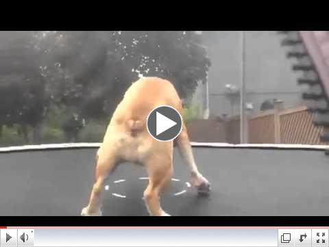Bulldog Loves To Jump On Trampoline