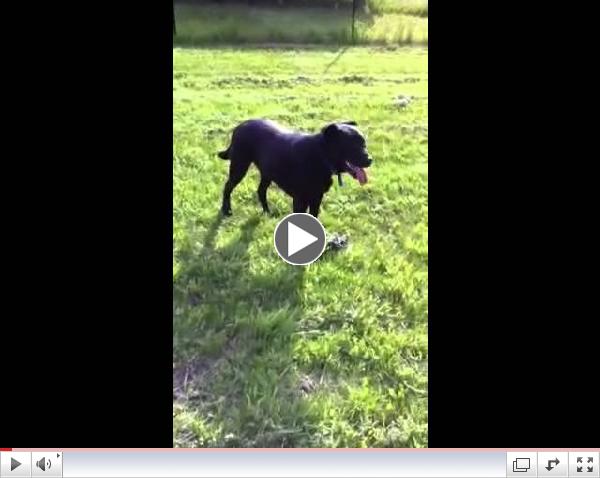 Chaco Wants a New Home!