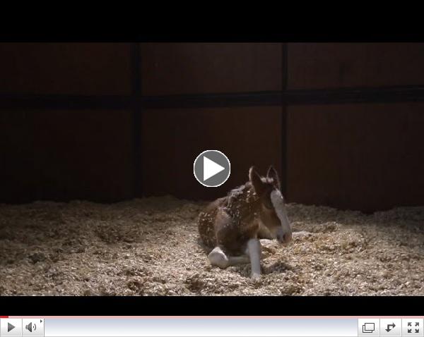 2013 Budweiser Super Bowl Ad ??? The Clydesdales: 