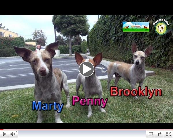 Marty, Brooklyn and Penny: Chihuahua rescue in South Central Los Angeles.  Please share!!!