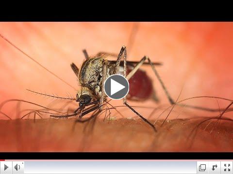 Zika Virus, What is it?