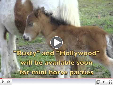 Mini horse 