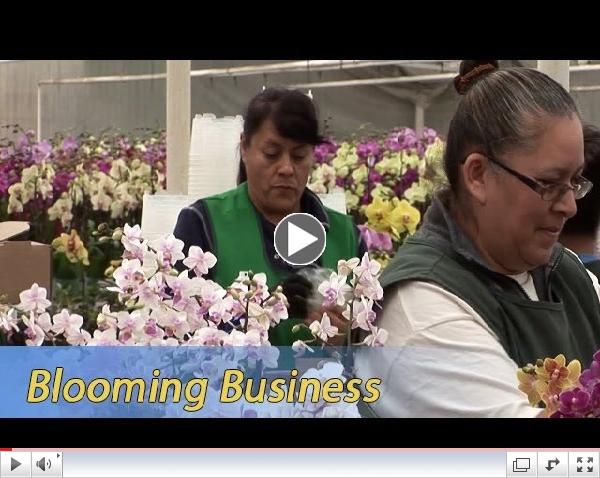 Growing California video series: Blooming Business