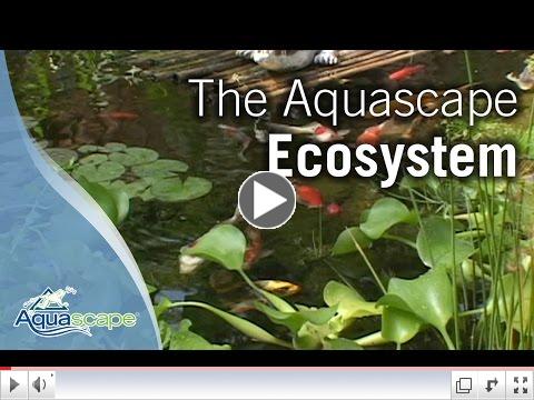 The Aquascape Ecosystem