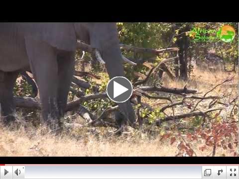 14-Day Botswana Mobile Camping Safari (2011)
