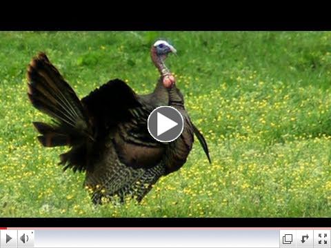 As you plan your Thanksgiving activities, take a minute to learn a little bit about the Great Smoky Mountains wild turkey. Video by Valerie Polk. 