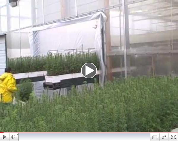 The Winter Lift-Arbutus Grove Nursery