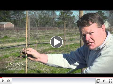 How to plant a Muscadine Vine.