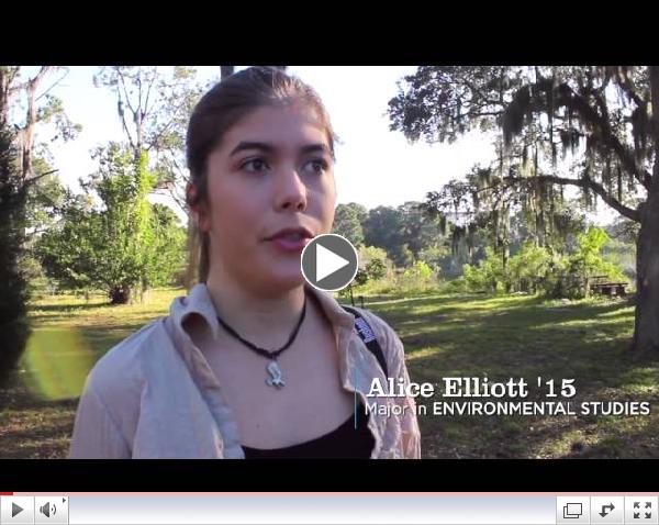 Great Horned Owls at Eckerd College