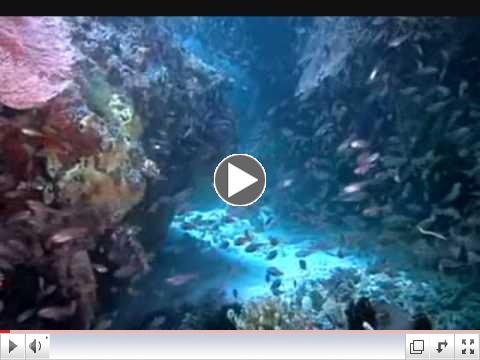 Beauty Of the Oceans