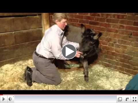 Masterson Method with a Mini Donkey