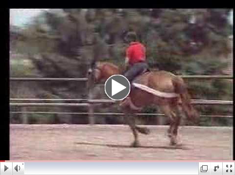 Tellington TTouchÂ® Training for a Mare Nervous Under Saddle
