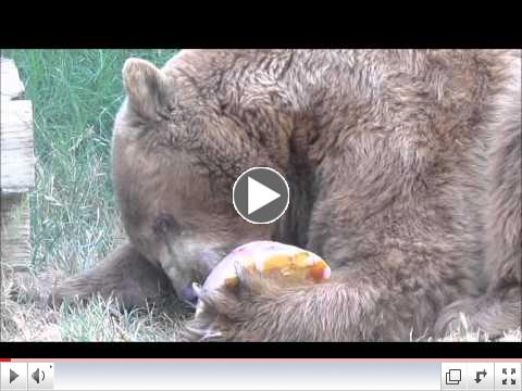 Arthur the black bear: warm-weather treats.