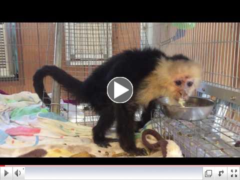 In this video, Bonnie, one of our geriatric monkeys laps up her CBD Oil.