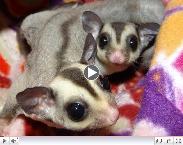 Marcos and Tomas - Sweet Classic Colored Sugar Glider Cage Mates!