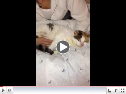 Clci the cat getting a massage