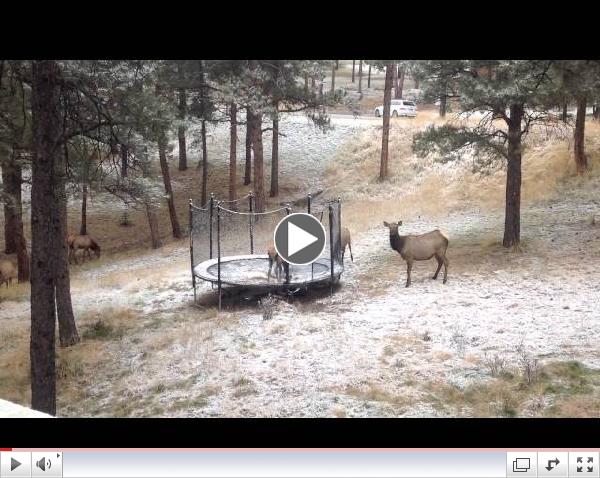 Elk on a Trampoline