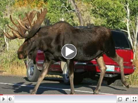 Wildlife Viewing in Grand Teton National Park