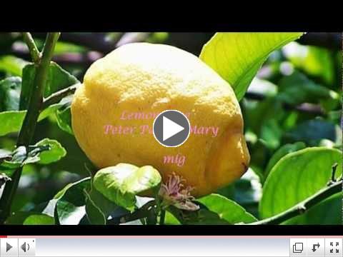 Peter Paul & May - Lemon Tree Lyrics