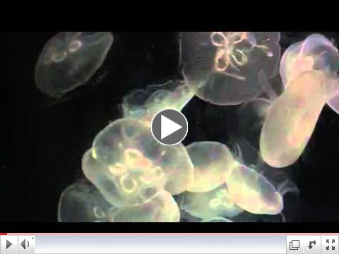 Jellyfish at the National Aquarium, Baltimore MD