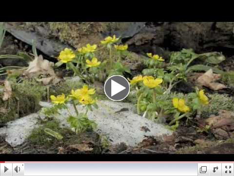 Time lapse Winter Aconite flowering, snow melting