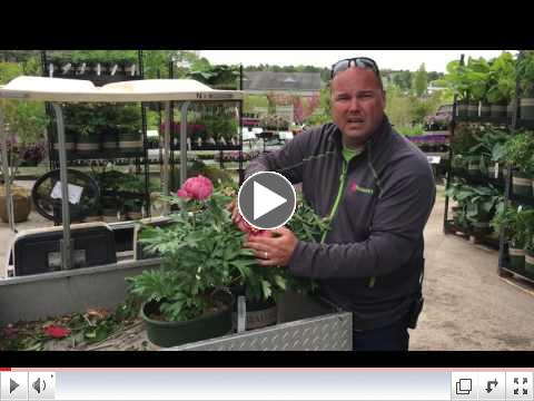 Tom Estabrook showcases ITOH Peonies