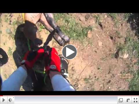 Johan Gray : Motorcyclist Saves Calf from Canal