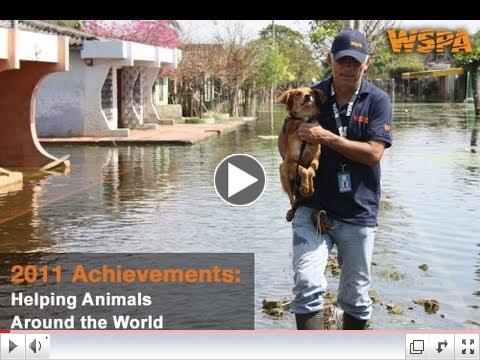 WSPA 2011 Achievements: Helping Animals Around the World