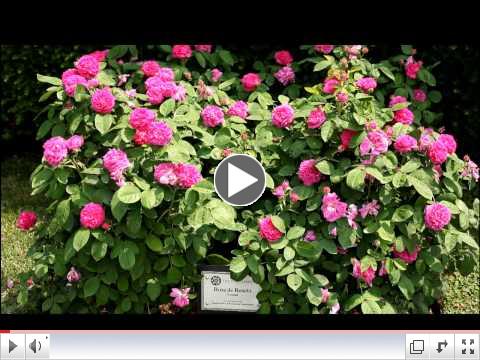 Award Winning Roses
