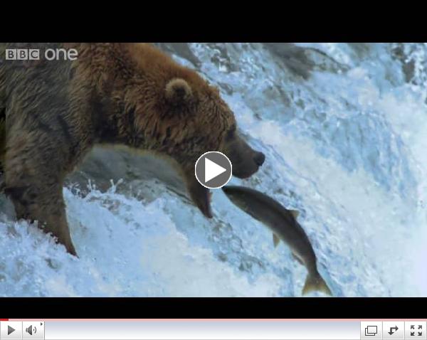 Grizzly Bears Catching Salmon