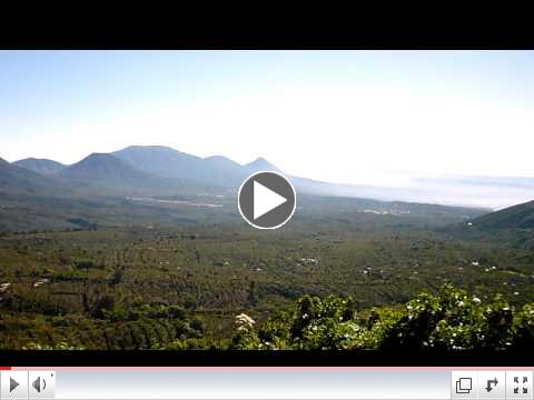 Bourbon trees in the lower Valley 1400 meters , 4200 feet