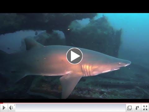 SCUBA DIVING CARIBSEA WRECK PART 2 (videos courtesy Oleg Kaplun)