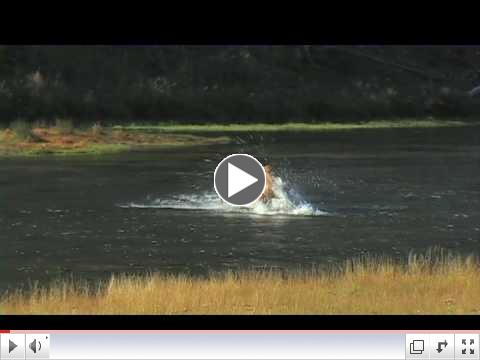 Elk Fighting in River - Yellowstone National Park