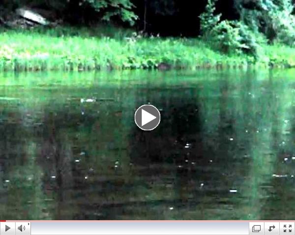 Late June Surface Feeding on Pine - light Cahills, Rusty Spinners, BWOs
