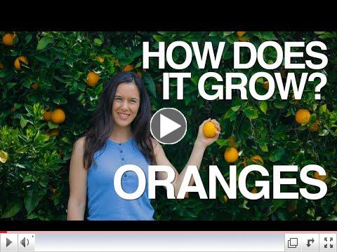 How Does it Grow? Oranges