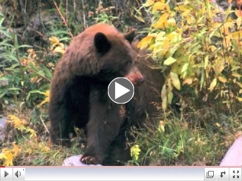 What Kind of Bear is That?