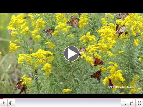 Sea Talk Video - Goldenrod