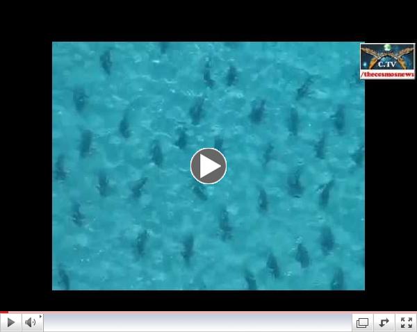 Thousands of sharks migrating north off Florida's coast March 7,2013