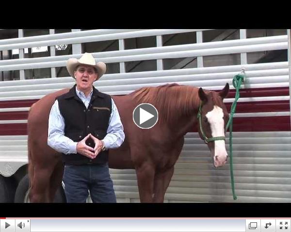 Equine Energetics - Energy Requirements in Horses