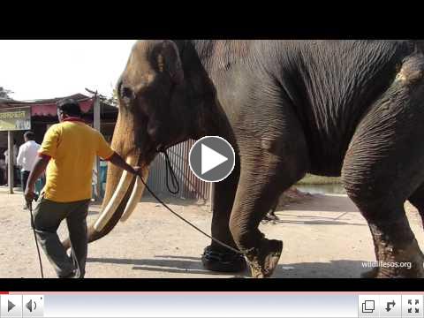 A Bit of Sunshine for Suraj, the One-Eared Elephant 
