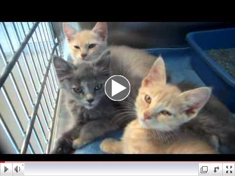 Farmers Branch Animal Adoption Center - A Look Inside.flv