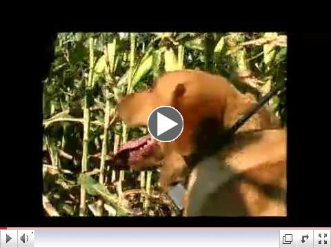 Prairie Sportsman: Fish Carving / Goose Hunt