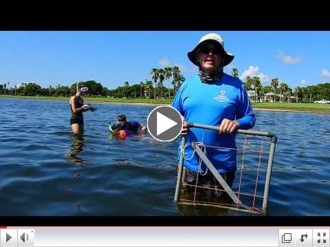 Monitoring Tampa Bay Seagrasses