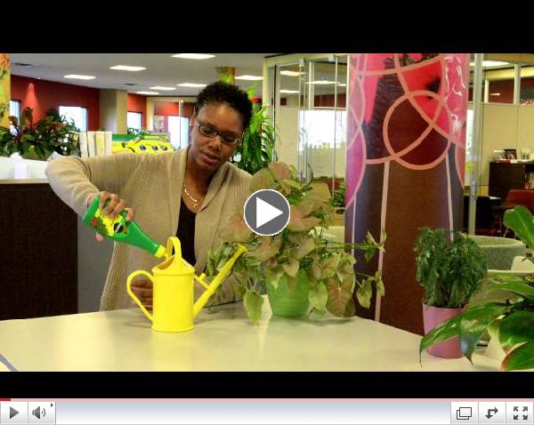 Feeding Your Indoor Plants
