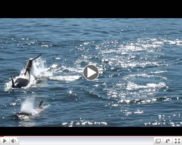 Orcas passing our place on Galiano Island July 30 2014